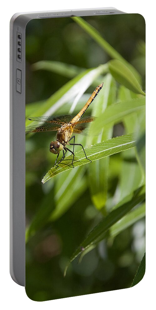 Dragonfly Portable Battery Charger featuring the photograph Sneak Attack - vertical by Cindy Angiel