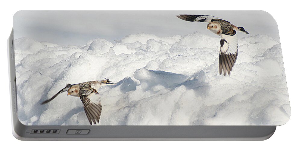 Wildlife Portable Battery Charger featuring the photograph Snow Buntings in Flight by William Selander