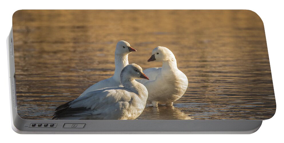 Snow Goose Portable Battery Charger featuring the photograph Snow Geese 3 by Mitch Shindelbower