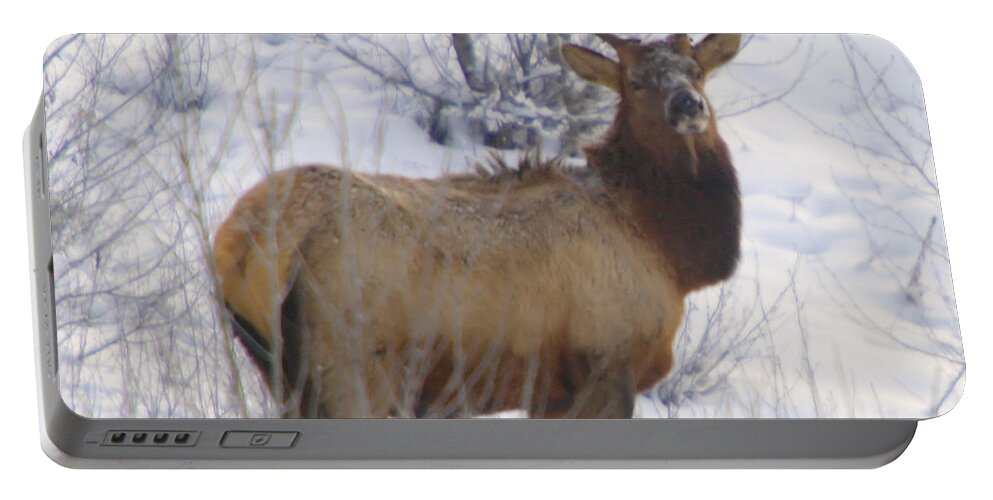 Elk Portable Battery Charger featuring the photograph Snow In The Face by Jeff Swan