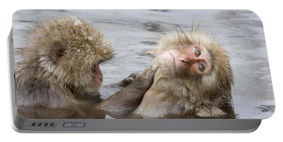 Flpa Portable Battery Charger featuring the photograph Snow Monkeys Grooming by Dickie Duckett