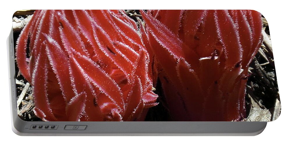 Snow Plant Portable Battery Charger featuring the photograph Snow Plant In Idyllwild California by Gerry High