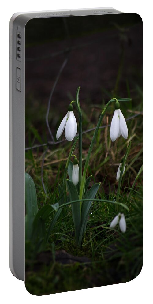 Nature Portable Battery Charger featuring the photograph Snowdrops by Spikey Mouse Photography