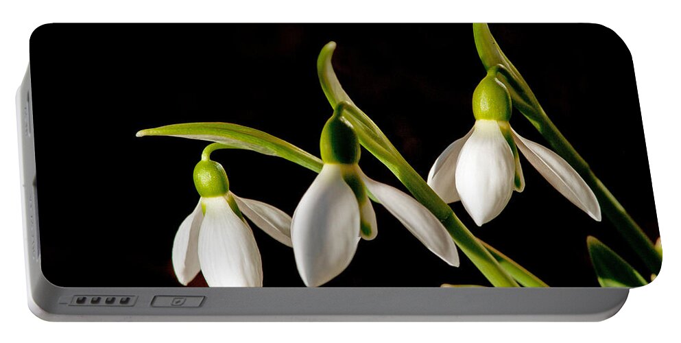 Snowdrops Portable Battery Charger featuring the photograph Snowdrops by Torbjorn Swenelius