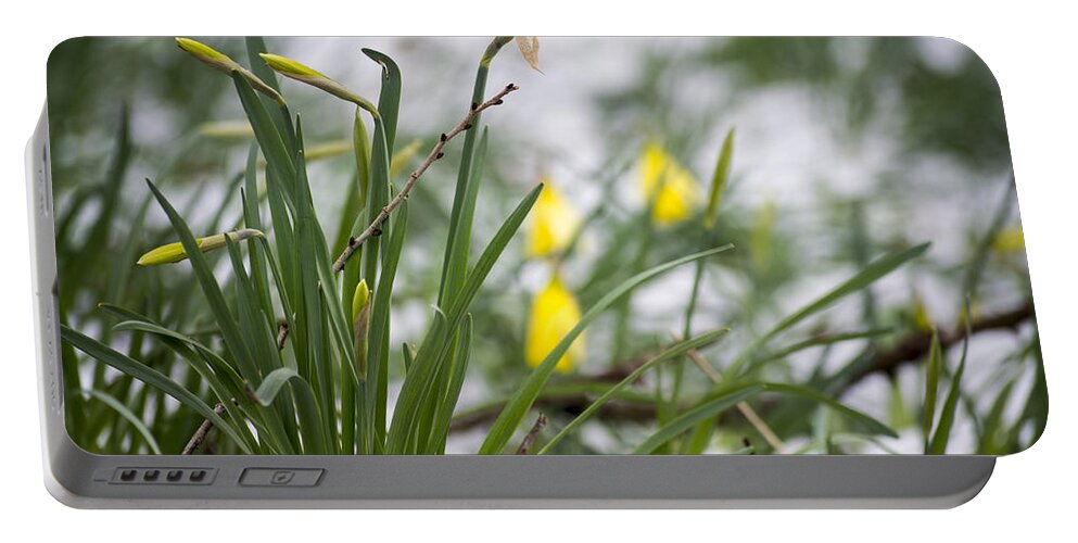 Daffodils Portable Battery Charger featuring the photograph Snowy Daffodils by Spikey Mouse Photography