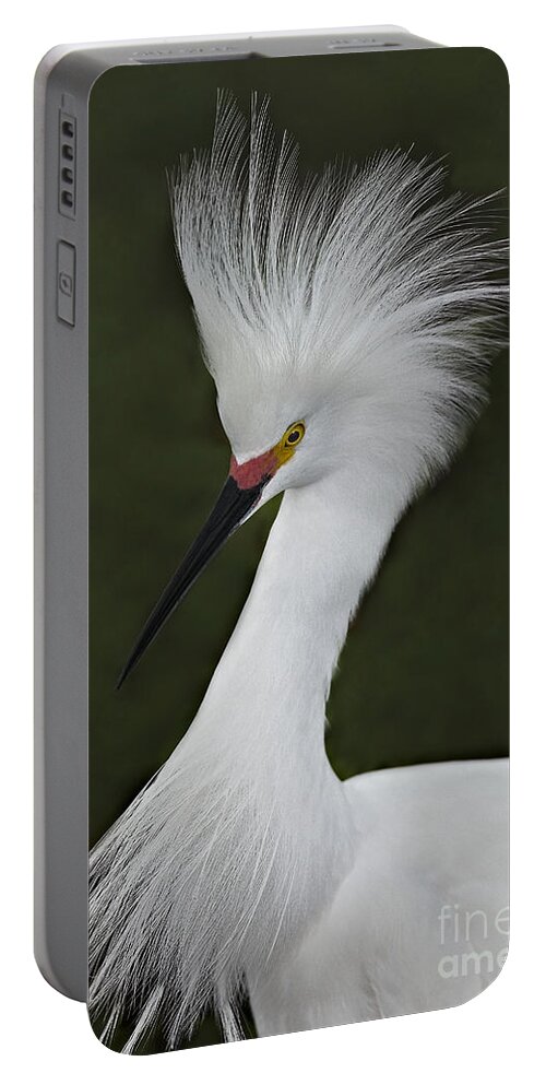 Snowy Egret Portable Battery Charger featuring the photograph Snowy Egret Display by Susan Candelario