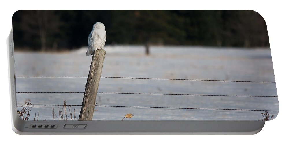 Snowy Owl Portable Battery Charger featuring the photograph Snowy Owl Landscape by Cheryl Baxter