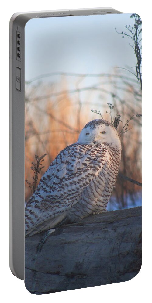 Wildlife Portable Battery Charger featuring the photograph Snowy Owl on Log by John Burk