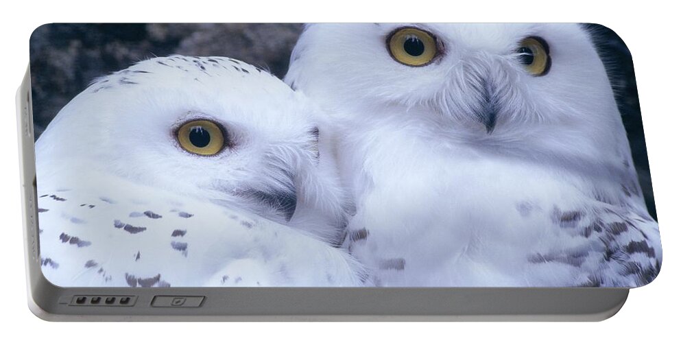 Snowy Owls Portable Battery Charger featuring the photograph Snowy Owls by Paal Hermansen