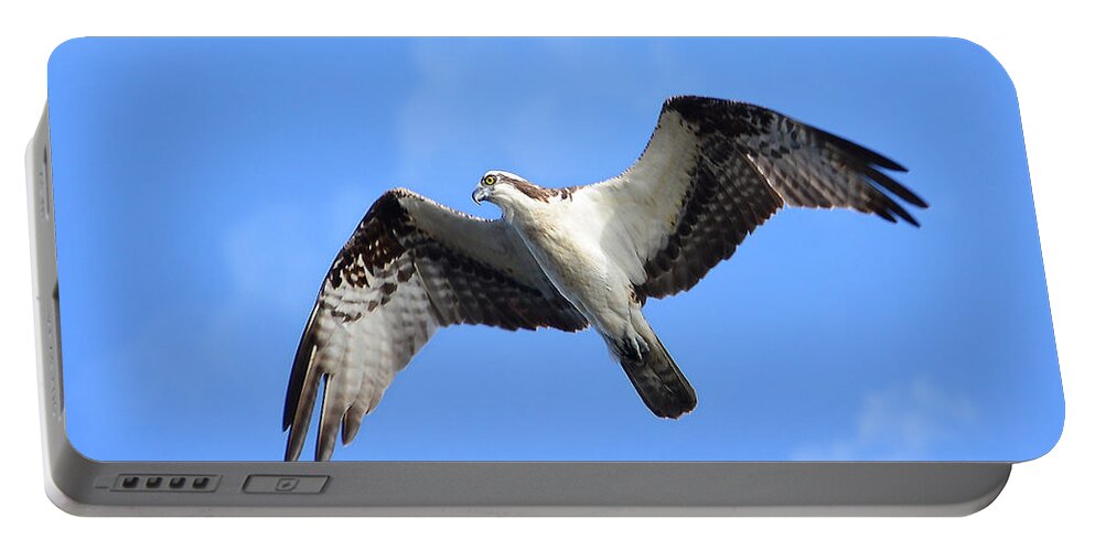 Osprey Portable Battery Charger featuring the photograph Soaring Osprey by Kathy Baccari
