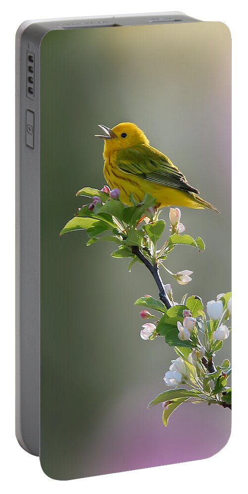 Yellow Warbler Portable Battery Charger featuring the photograph Song of Spring by Rob Blair