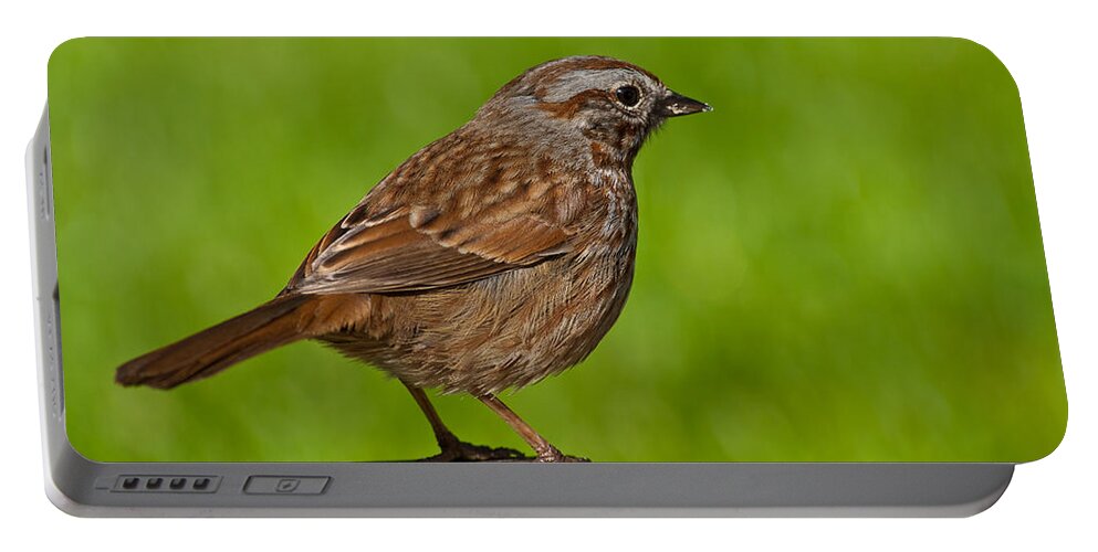 Animal Portable Battery Charger featuring the photograph Song Sparrow on a Log by Jeff Goulden