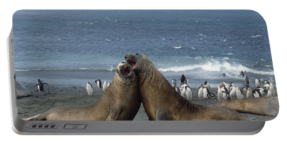 Feb0514 Portable Battery Charger featuring the photograph Southern Elephant Seal Males Fighting by Konrad Wothe