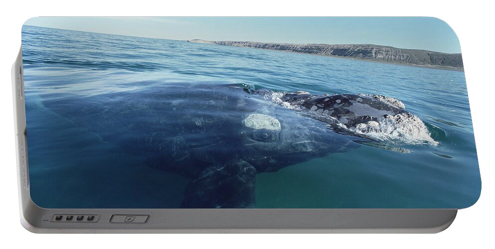 Feb0514 Portable Battery Charger featuring the photograph Southern Right Whale At Surface by Flip Nicklin