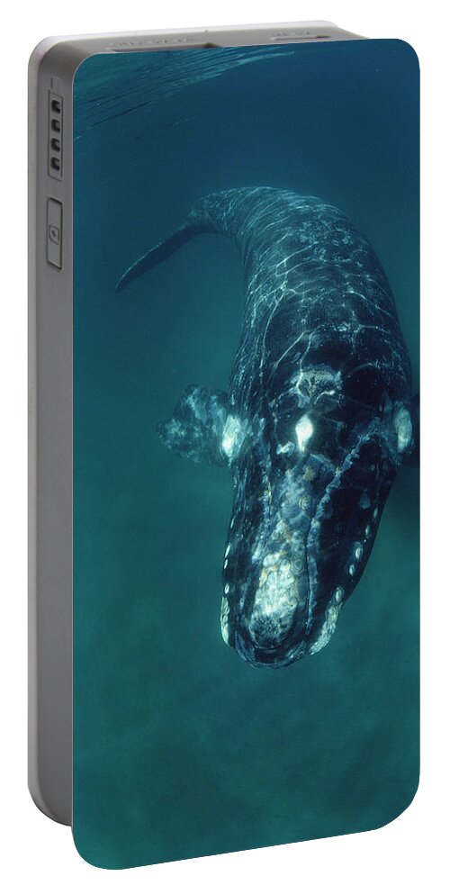Feb0514 Portable Battery Charger featuring the photograph Southern Right Whale Peninsula Valdez by Flip Nicklin