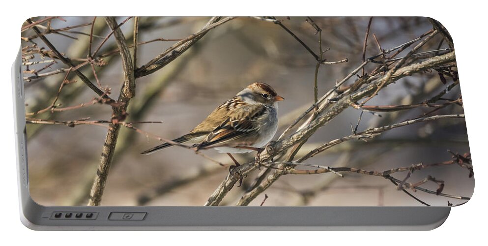 Sparrow Portable Battery Charger featuring the photograph Sparrow  by Holden The Moment