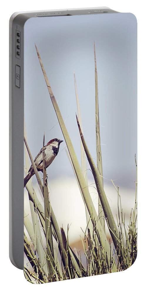 House Sparrow Portable Battery Charger featuring the photograph Sparrow on the Yucca by Heather Applegate