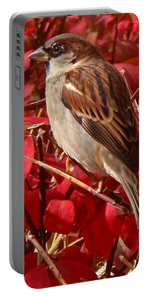 Sparrow Portable Battery Charger featuring the photograph Sparrow by Rona Black