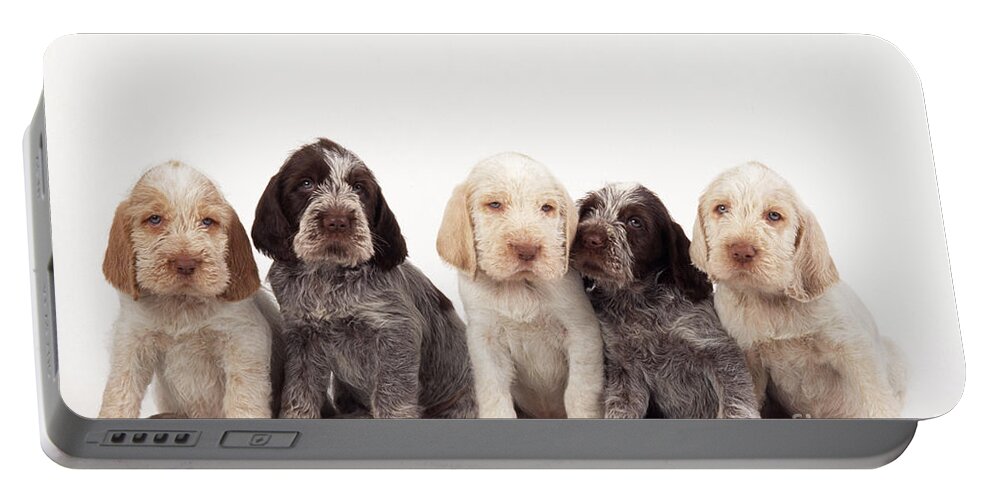 Dog Portable Battery Charger featuring the photograph Spinone Puppy Dogs by John Daniels