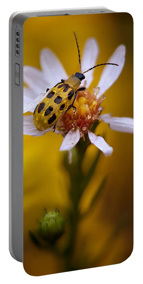 2012 Portable Battery Charger featuring the photograph Spotted Cucumber Beetle on a Wild Aster by Robert Charity