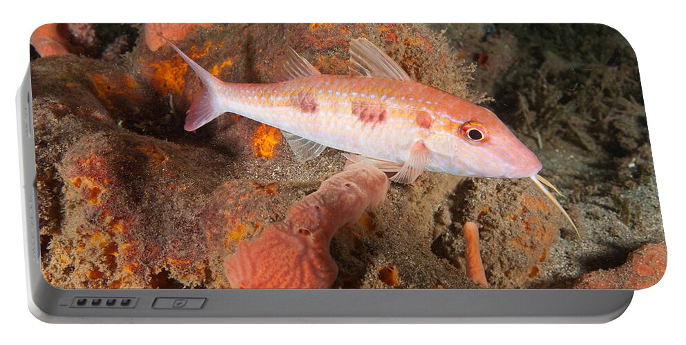 Spotted Goatfish Portable Battery Charger featuring the photograph Spotted Goatfish by Andrew J. Martinez