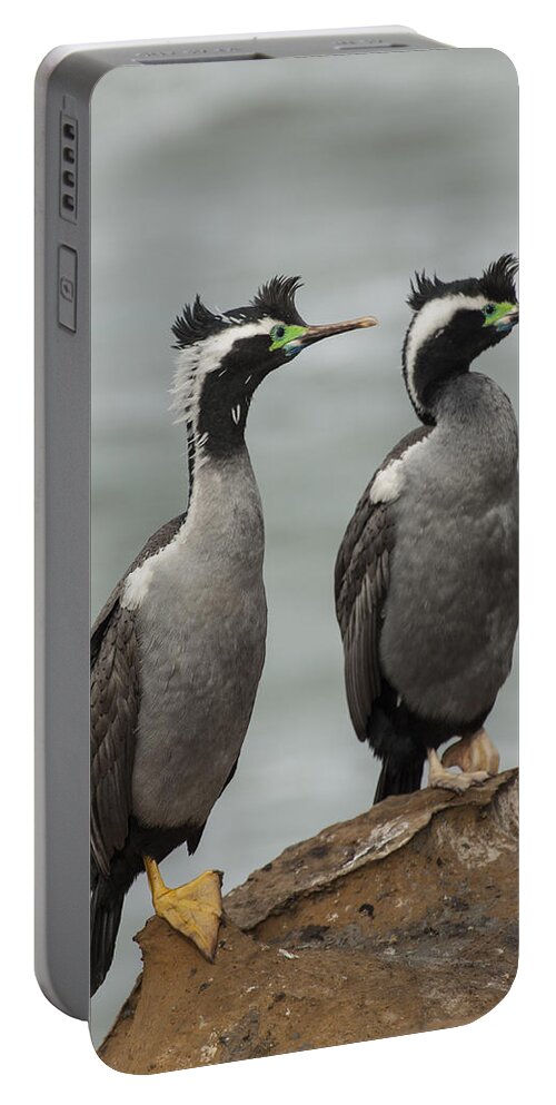 530838 Portable Battery Charger featuring the photograph Spotted Shags At Shag Point Otago New by Colin Monteath