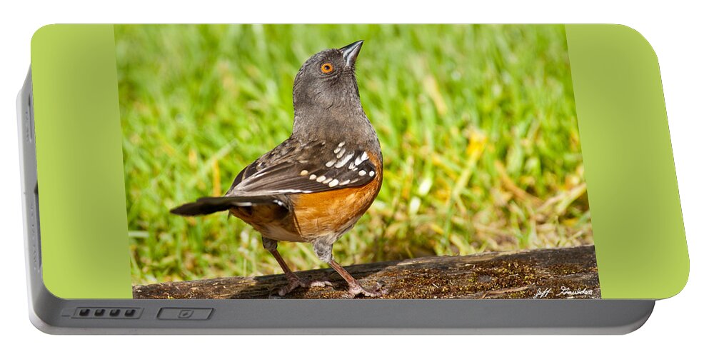 Animal Portable Battery Charger featuring the photograph Spotted Towhee Looking Up by Jeff Goulden