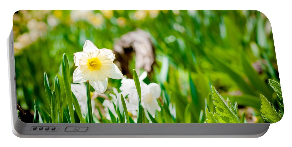 Cornish Portable Battery Charger featuring the photograph Spring a Burstin by Greg Fortier
