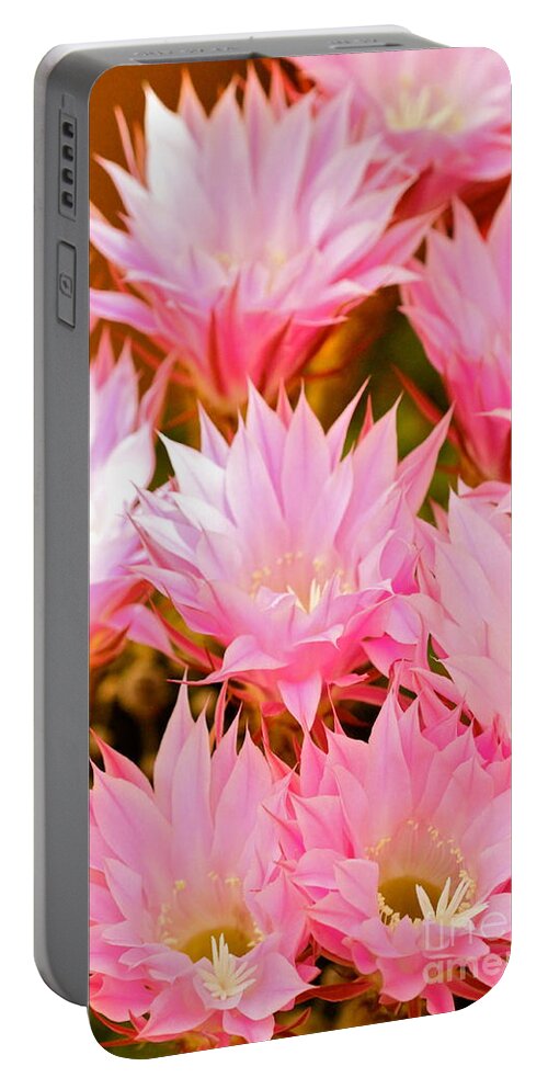 Pink Portable Battery Charger featuring the photograph Spring Cactus by Michael Cinnamond