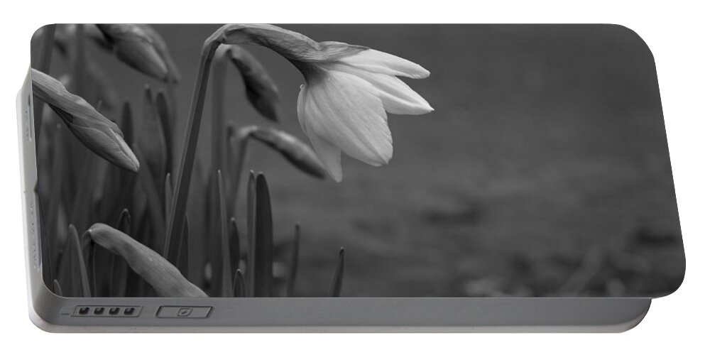 Flowers Portable Battery Charger featuring the photograph Spring Daffodils by Ron Roberts