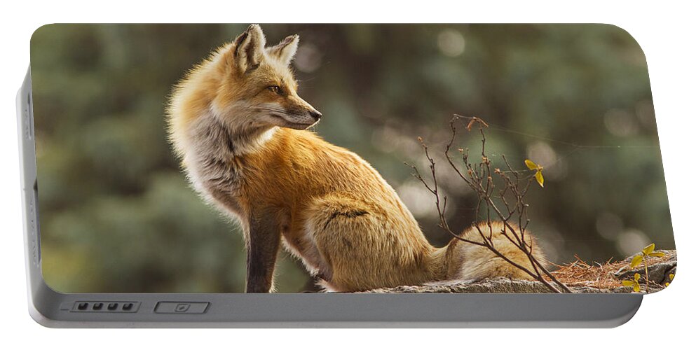 Big Portable Battery Charger featuring the photograph Spring Fox by Mircea Costina Photography