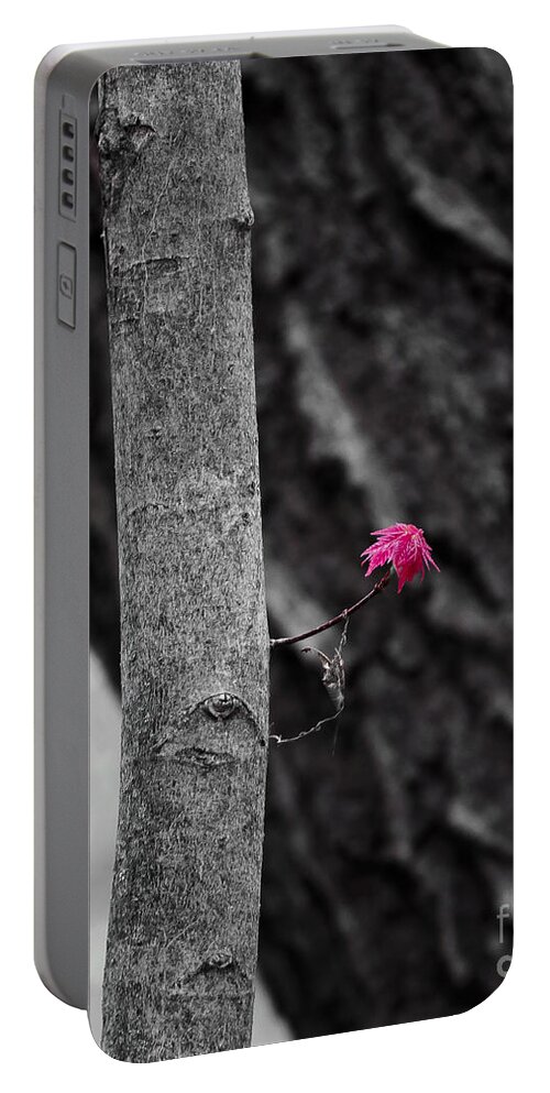 Natural Bridge Portable Battery Charger featuring the photograph Spring Maple Growth by Steven Ralser