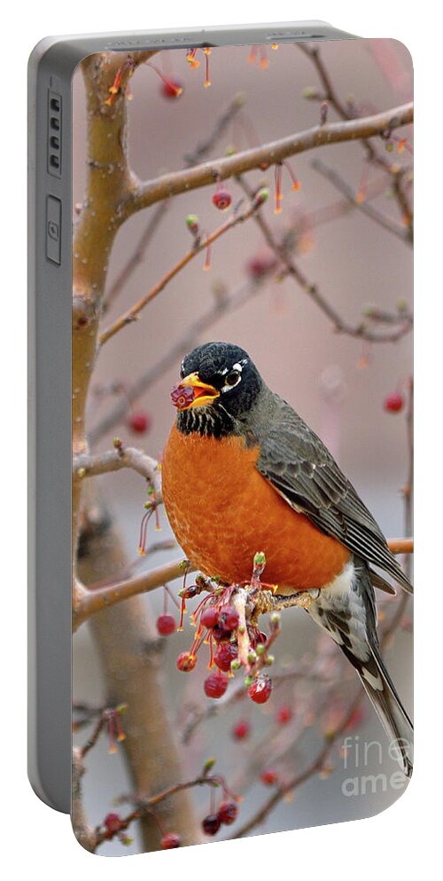 American Robin Portable Battery Charger featuring the photograph Spring is Coming by Betty LaRue