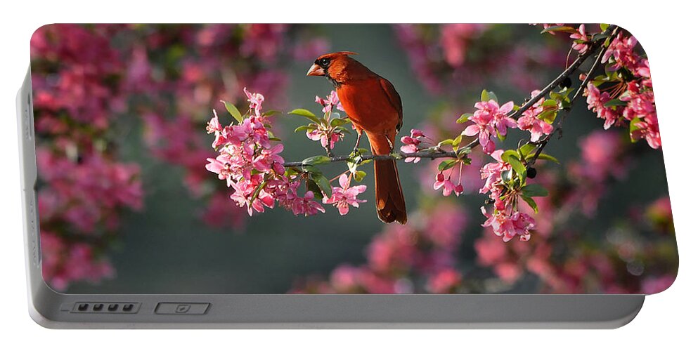 Nature Portable Battery Charger featuring the photograph Spring Morning Cardinal by Nava Thompson