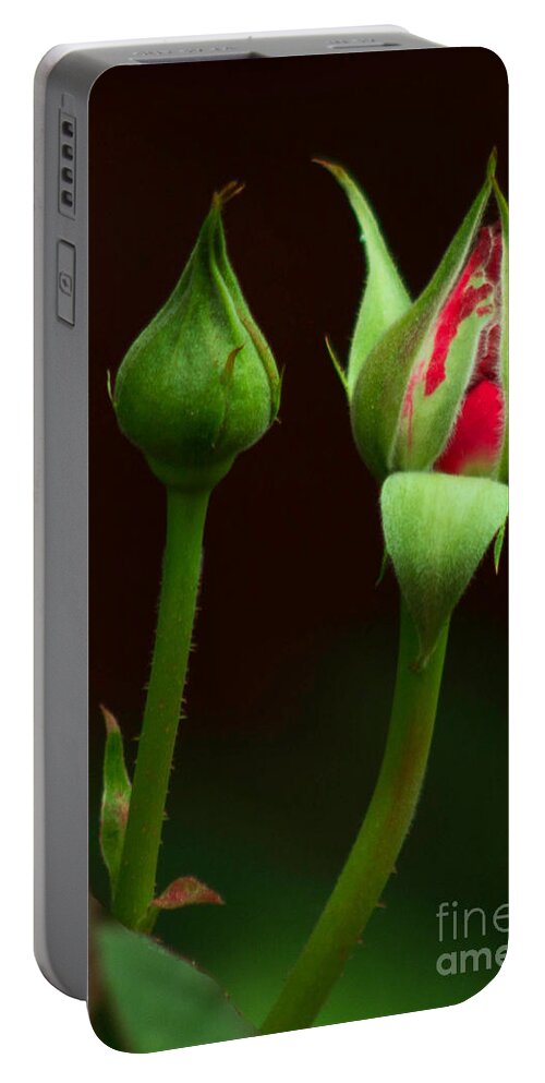 Rose Portable Battery Charger featuring the photograph Spring Rose Bud by Ron Roberts