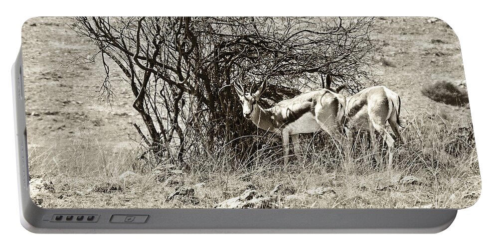 Springbok Portable Battery Charger featuring the photograph Springbok V2 by Douglas Barnard