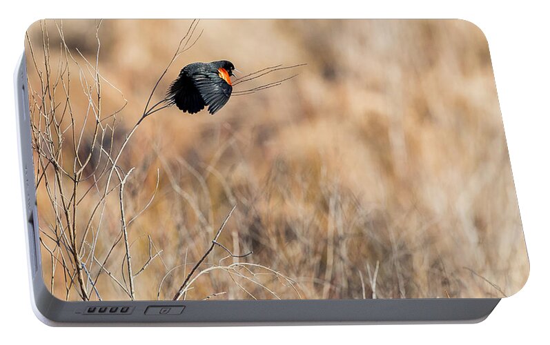 Red Winged Blackbird Portable Battery Charger featuring the photograph Springtime Song by Bill Wakeley