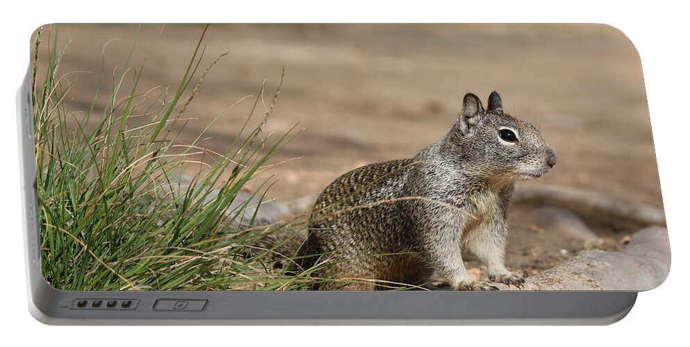 Squirrel Portable Battery Charger featuring the photograph The Beggar by Christy Pooschke