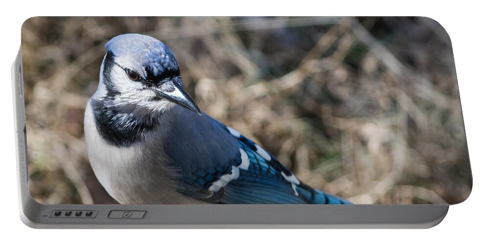 Blue Jays Portable Battery Charger featuring the photograph Strike a Pose by Holden The Moment