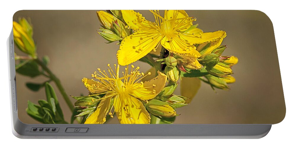 St Johns Wort Portable Battery Charger featuring the photograph St Johns Wort by Betty Depee