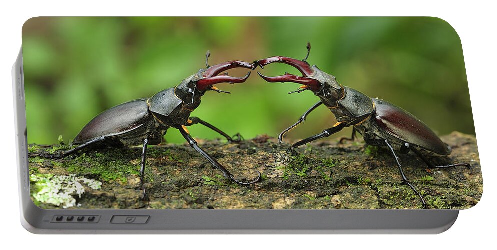 Feb0514 Portable Battery Charger featuring the photograph Stag Beetle Fighting Switzerland by Thomas Marent
