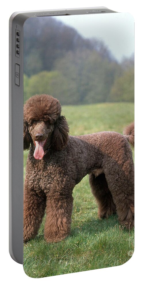 Standard French Poodle Portable Battery Charger featuring the photograph Standard Poodle by Hans Reinhard/Okapia