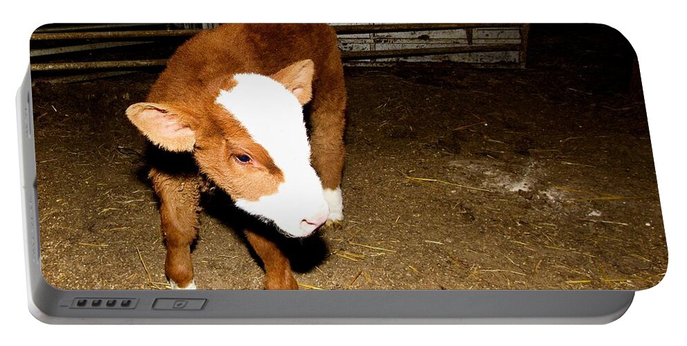 Cow Portable Battery Charger featuring the photograph Star of the Show by David Zarecor