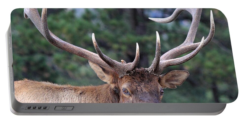 Elk Portable Battery Charger featuring the photograph Stare Down #2 by Shane Bechler