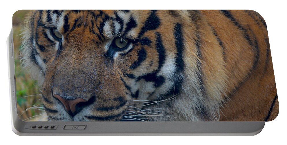 Tiger Portable Battery Charger featuring the photograph Stare Through by Maggy Marsh
