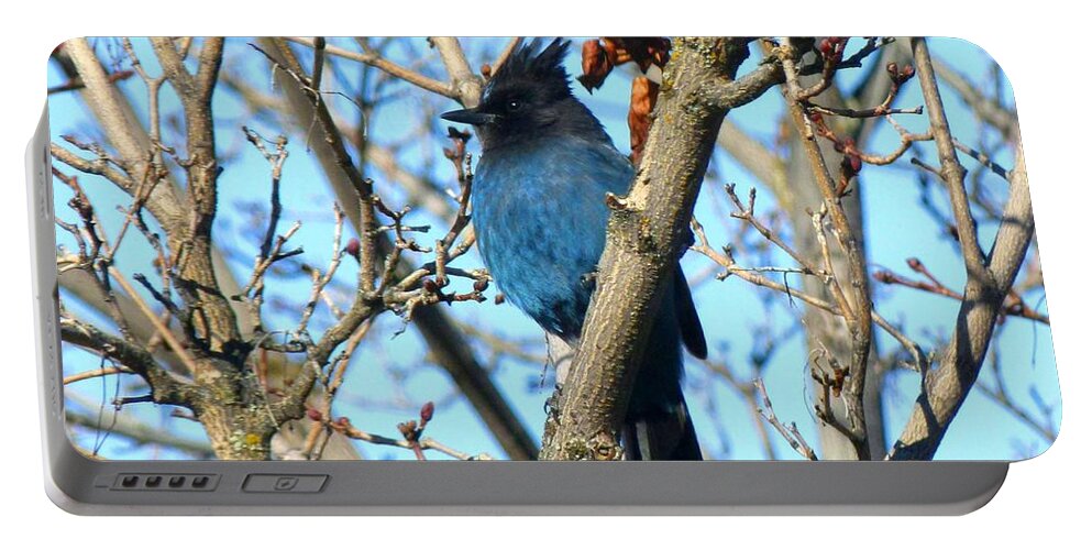 Steller's Jay In Winter Portable Battery Charger featuring the photograph Steller's Jay In Winter by Will Borden