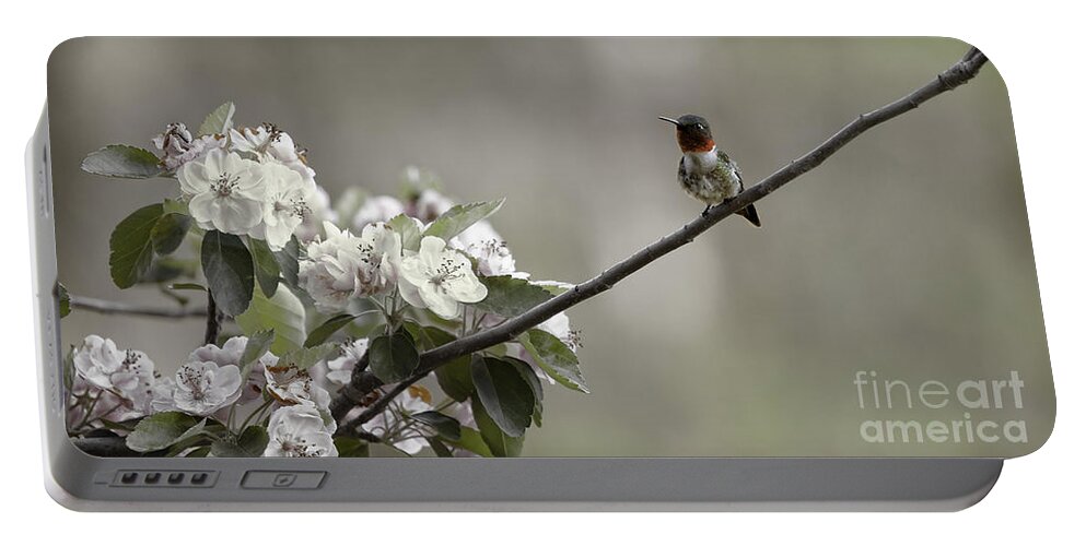 Hummingbird Portable Battery Charger featuring the photograph Stilllife by Jan Killian