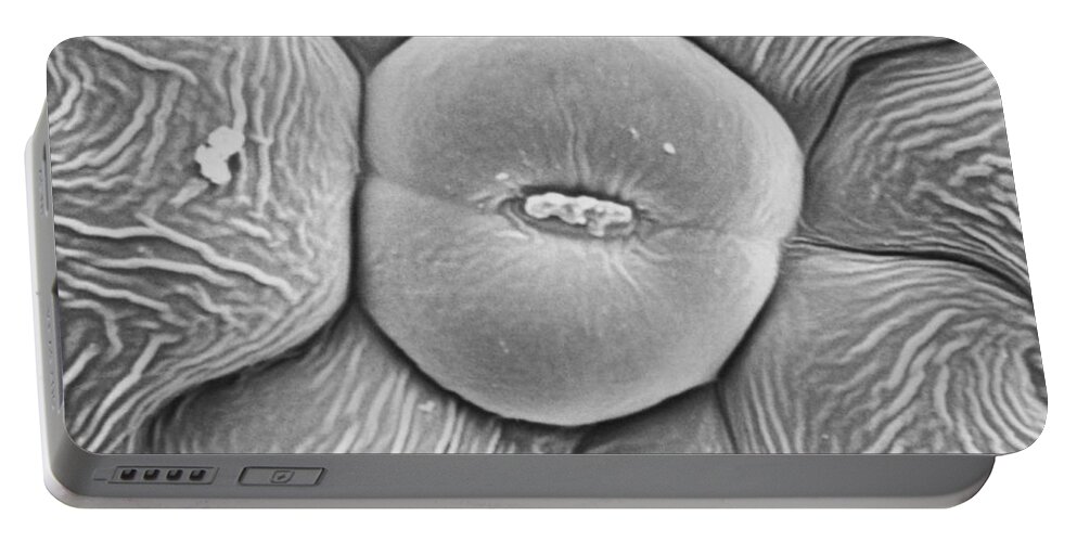 Science Portable Battery Charger featuring the photograph Stoma Of Loasa Plant Sem by Biophoto Associates