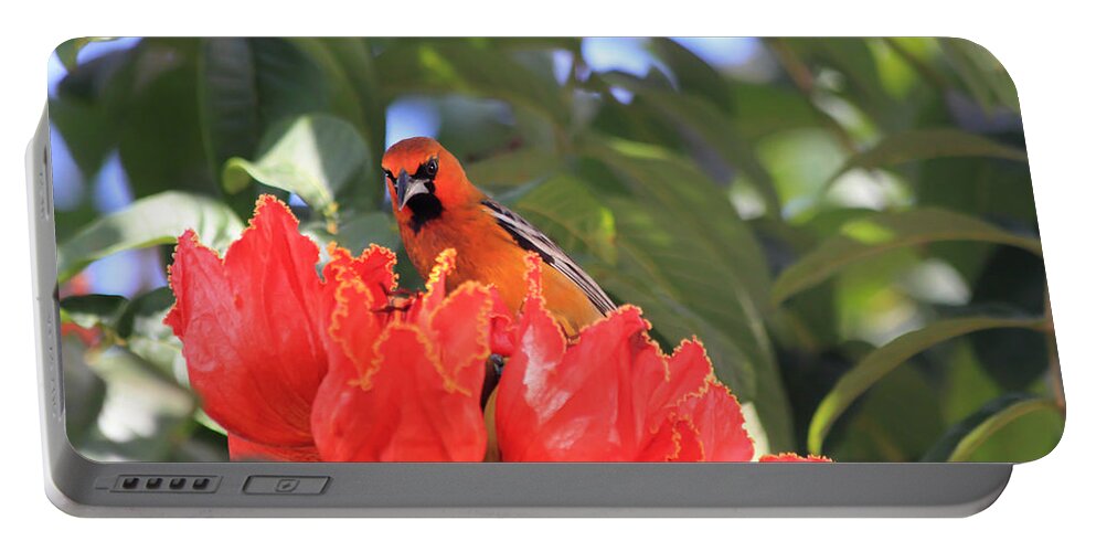 Streak-backed Oriole Portable Battery Charger featuring the photograph Streak-Backed Oriole by Shane Bechler