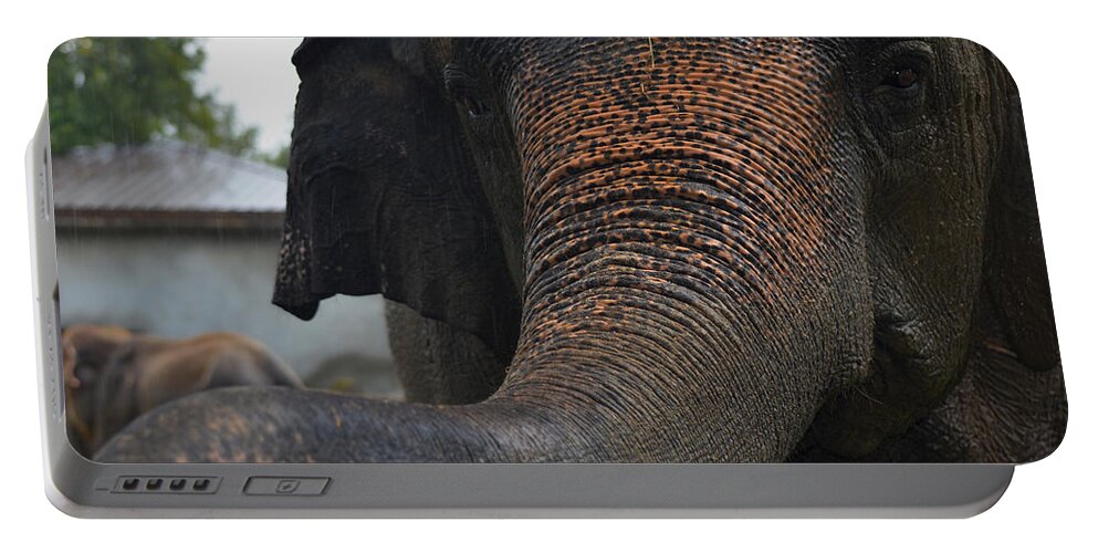 Elephant And Black Portable Battery Charger featuring the photograph Stretching Out by Maggy Marsh